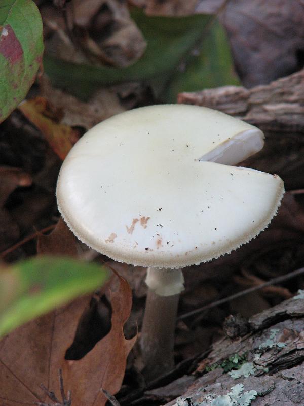 2008-10-08_Francis_Carter_Preserve 034.jpg